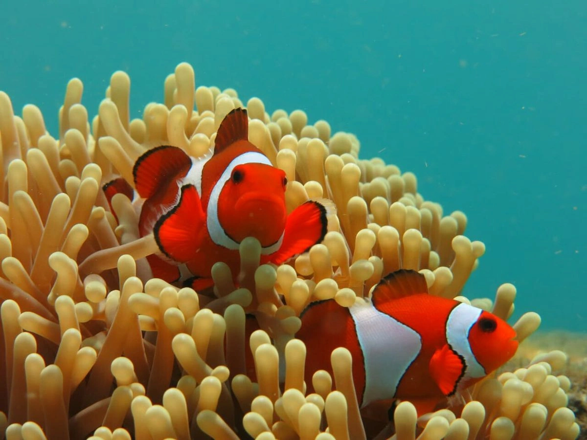 Spot Ikan Nemo Karimunjawa