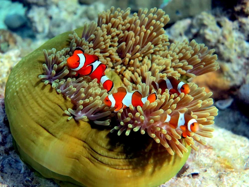 Spot Snorkeling Takak Yoyo Karimunjawa
