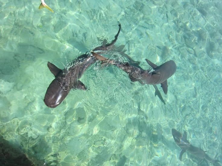 Foto Udara Pulau Menjangan Besar