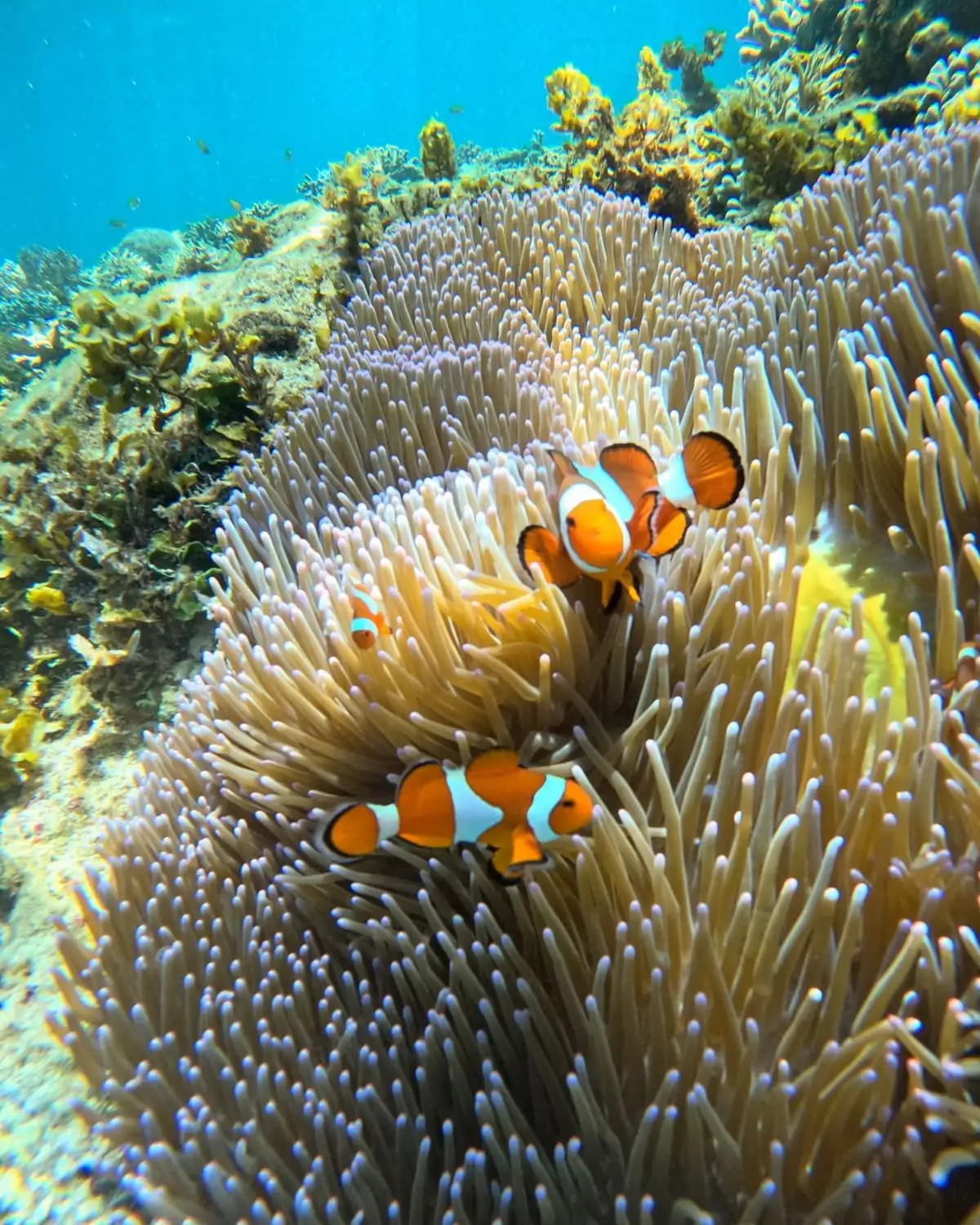 Pemandangan Bawah Laut Pulau Menjangan Kecil Karimunjawa
